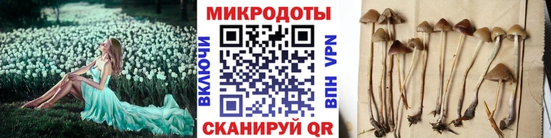 Псилоцибиновые грибы Psilocybe  Сибай 
